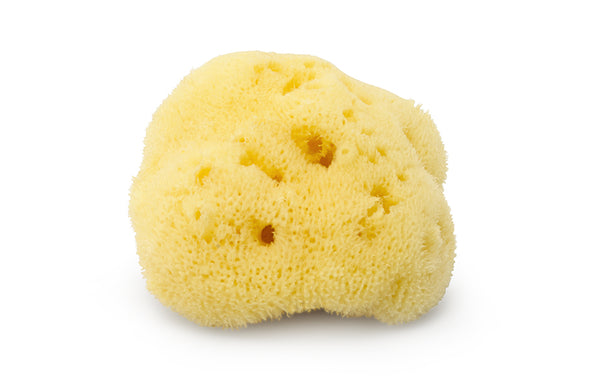 Buy natural honeycomb sea sponge online